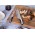 Carving Set - Steel