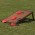 Backyard Cornhole Set - Wood