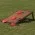 Backyard Cornhole Set - Wood
