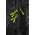 Zippies - Fluoro Yellow