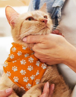 Pet Bandana - Small