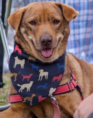 Pet Bandana - Medium