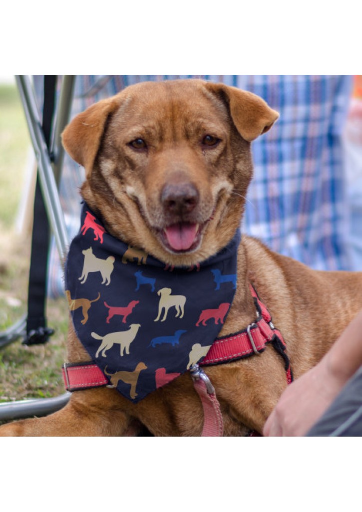 Pet Bandana - Medium